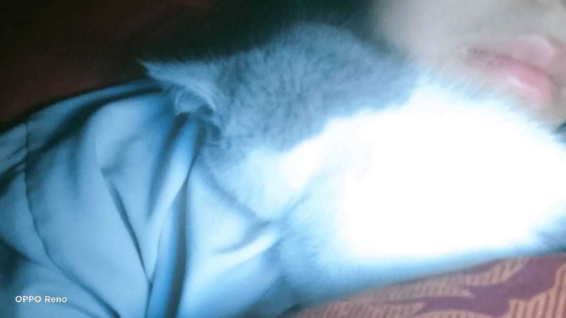 猫图片|宠物猫|猫咪|