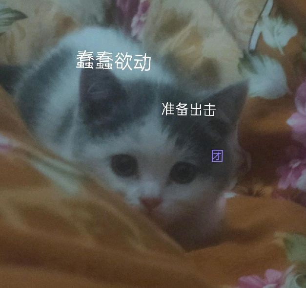 猫图片|宠物猫|猫咪|