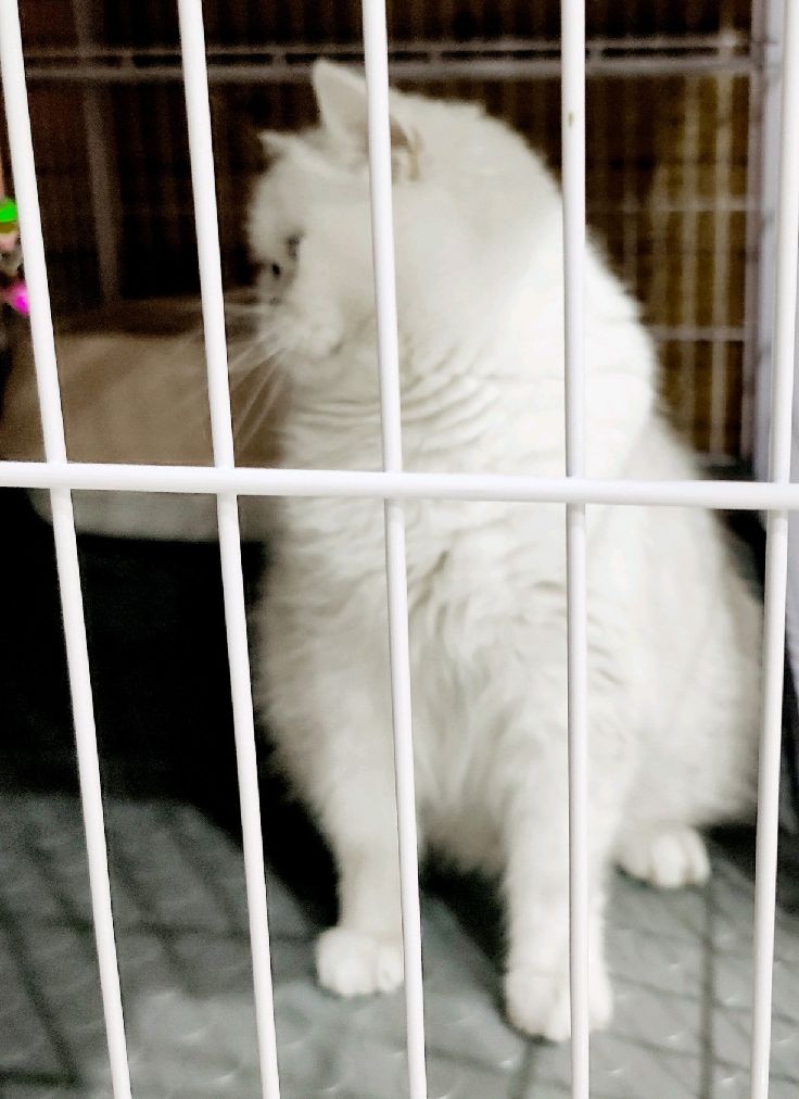 猫图片|宠物猫|猫咪|