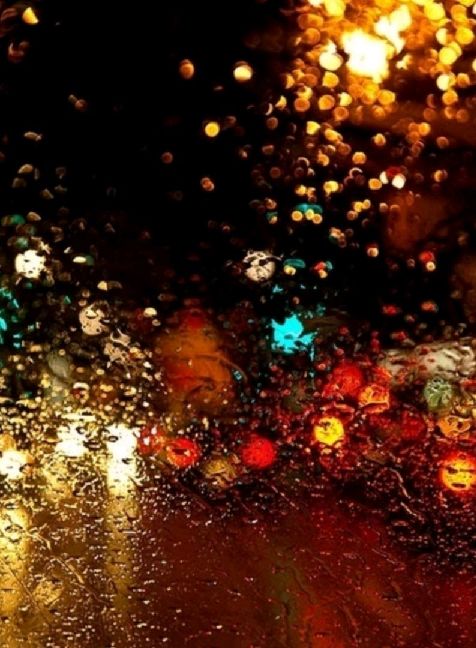 猫图片|宠物猫|猫咪|