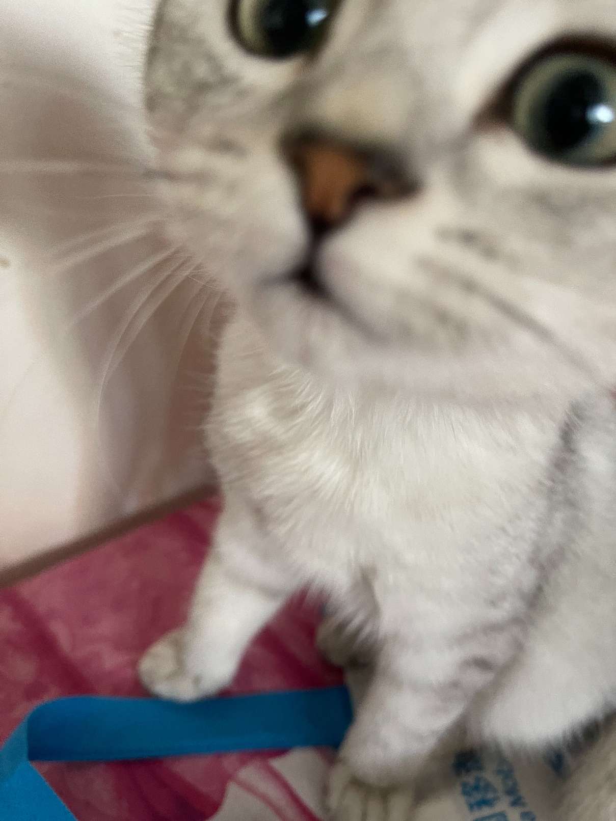 猫图片|宠物猫|猫咪|