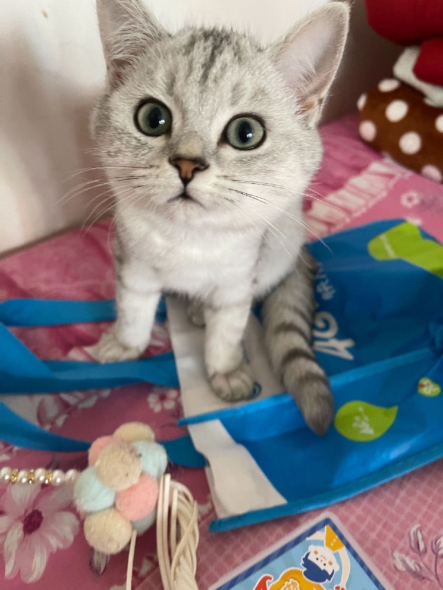 猫图片|宠物猫|猫咪|