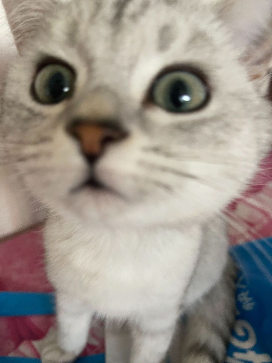 猫图片|宠物猫|猫咪|