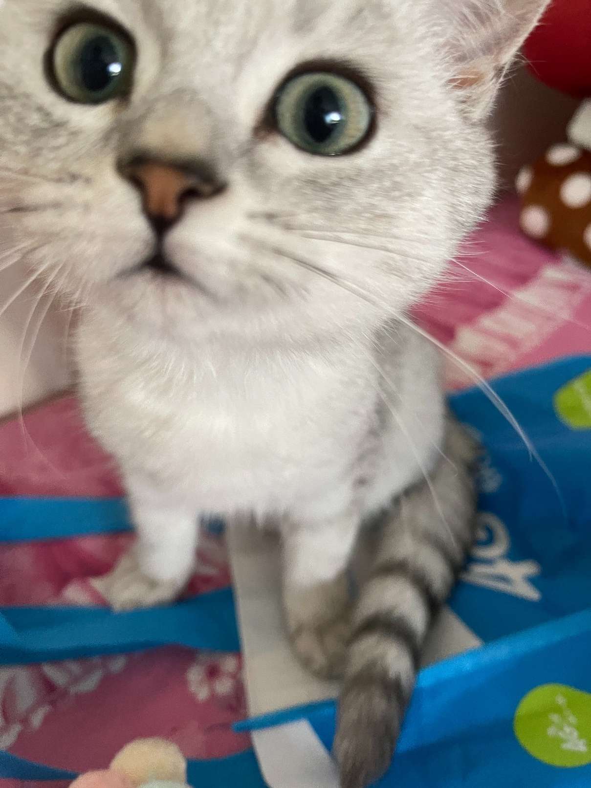 猫图片|宠物猫|猫咪|