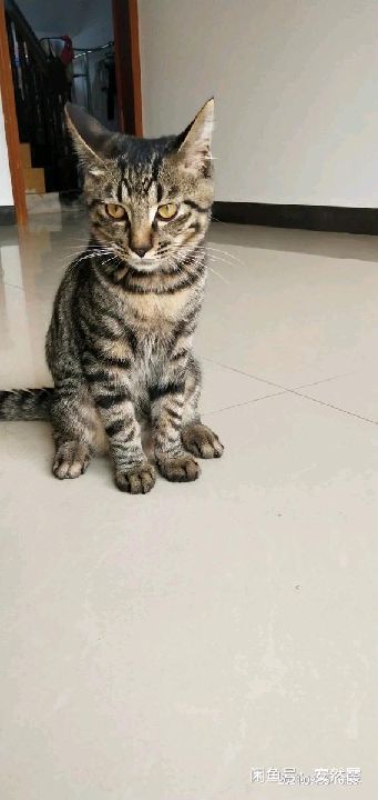 猫图片|宠物猫|猫咪|