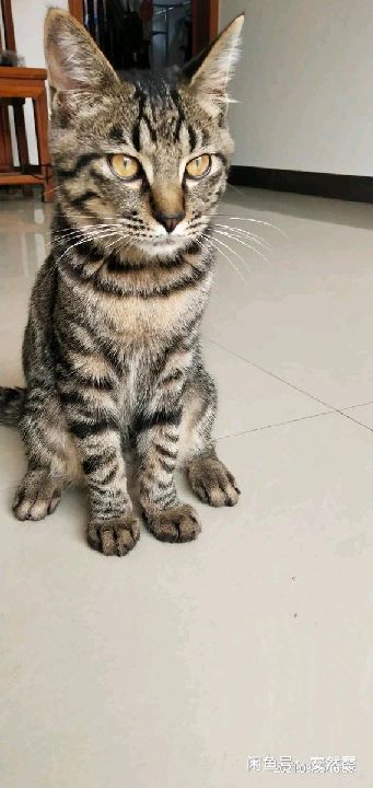 猫图片|宠物猫|猫咪|