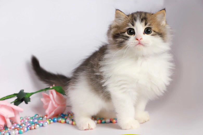 猫图片|宠物猫|猫咪|