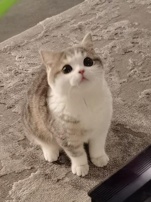 猫图片|宠物猫|猫咪|