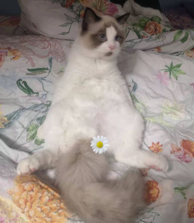 猫图片|宠物猫|猫咪|