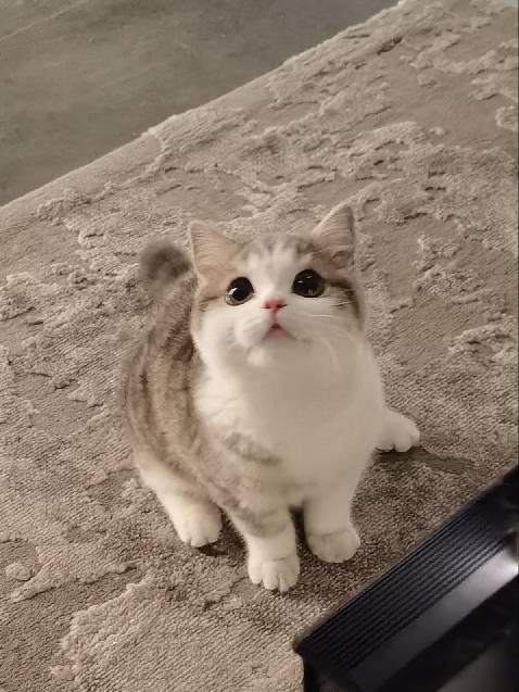 猫图片|宠物猫|猫咪|