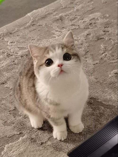 猫图片|宠物猫|猫咪|