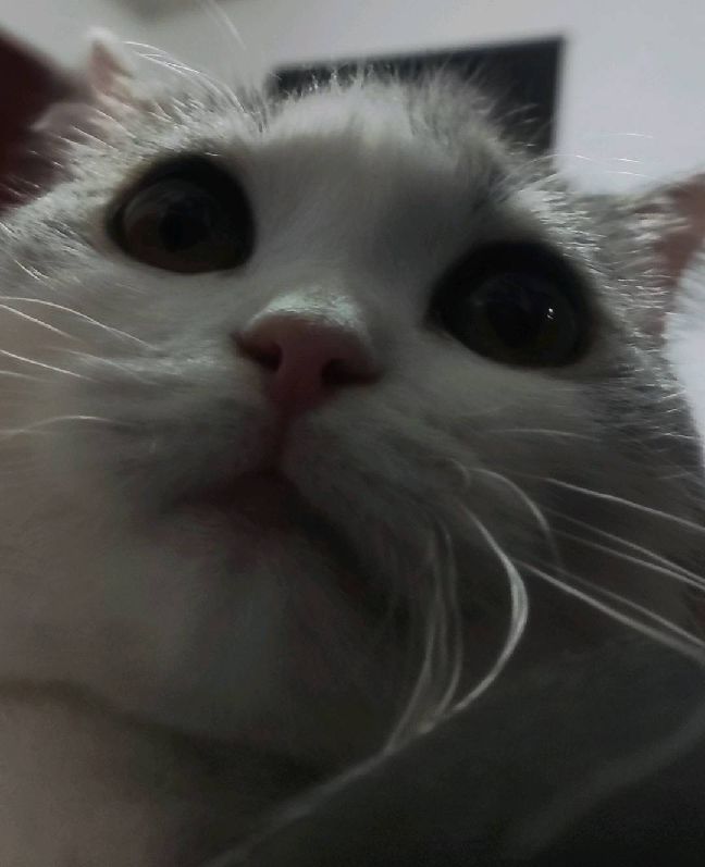 猫图片|宠物猫|猫咪|