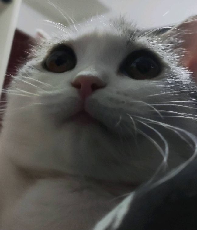 猫图片|宠物猫|猫咪|