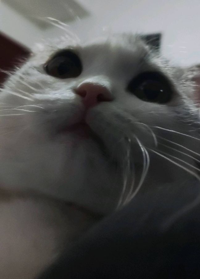 猫图片|宠物猫|猫咪|