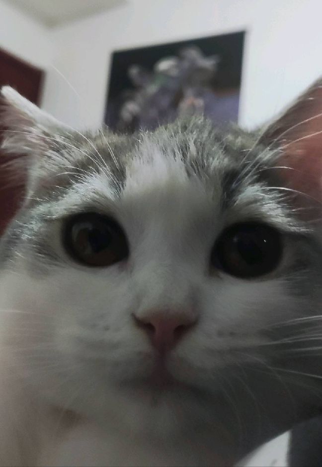 猫图片|宠物猫|猫咪|