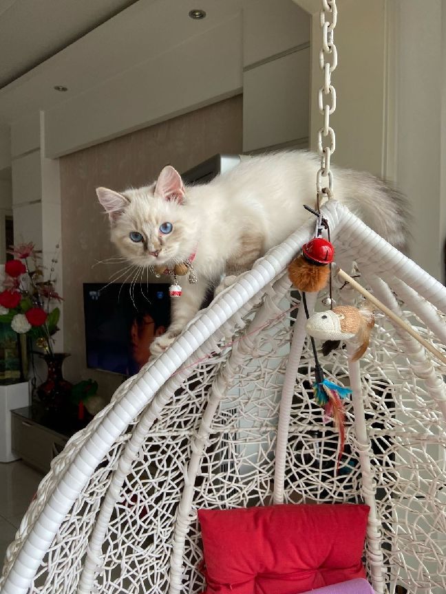 猫图片|宠物猫|猫咪|