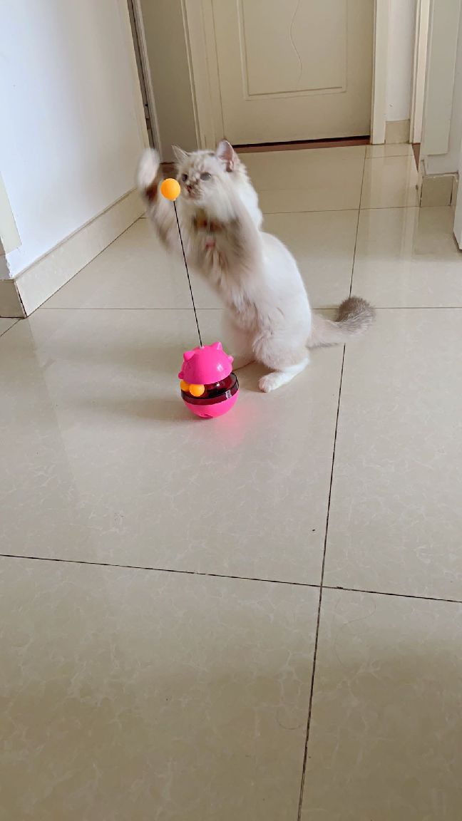 猫图片|宠物猫|猫咪|