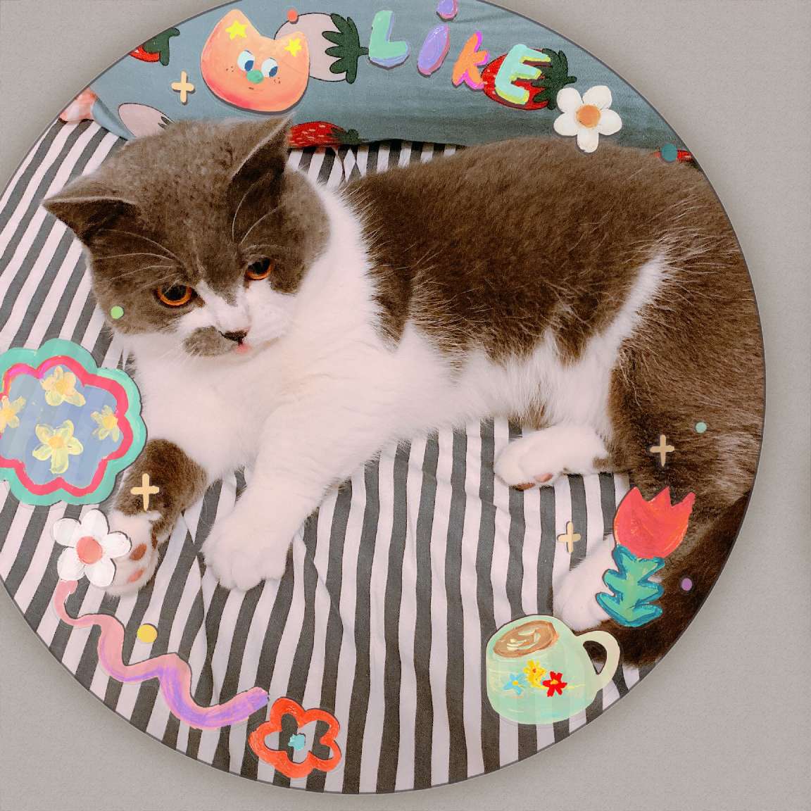 猫图片|宠物猫|猫咪|