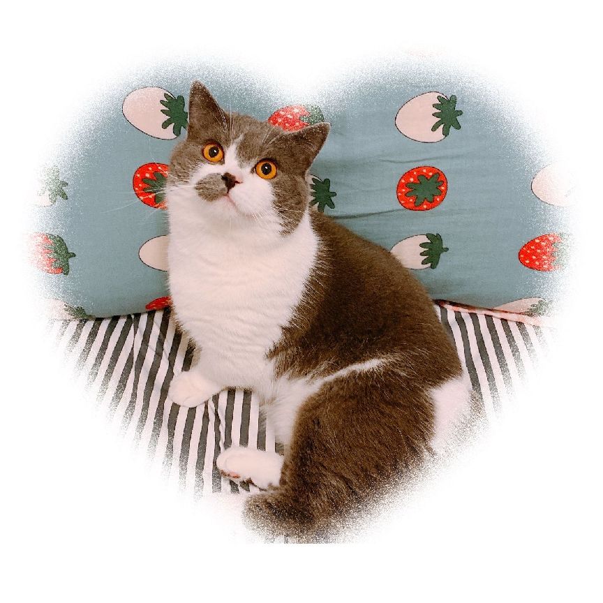 猫图片|宠物猫|猫咪|