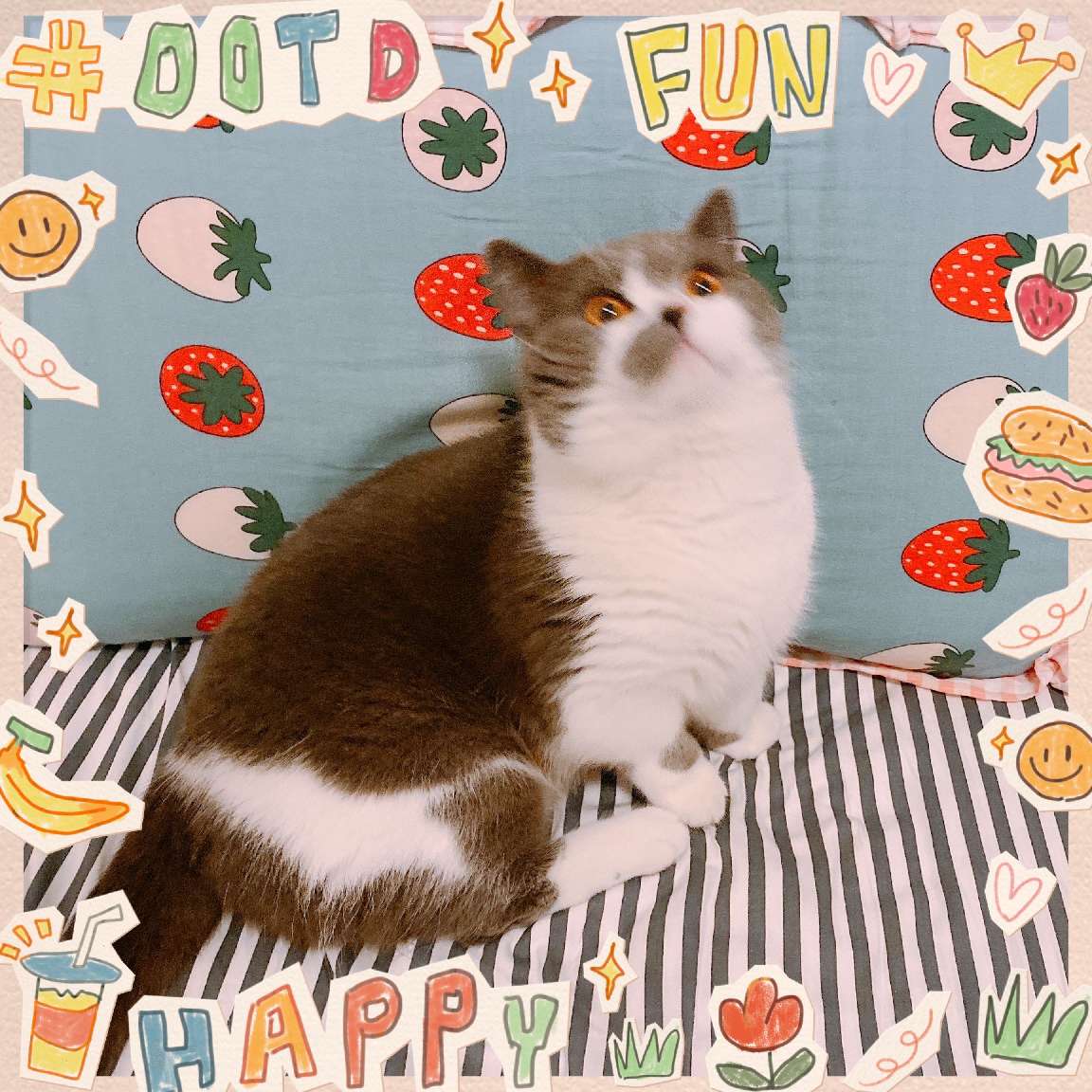 猫图片|宠物猫|猫咪|