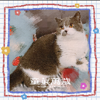 猫图片|宠物猫|猫咪|