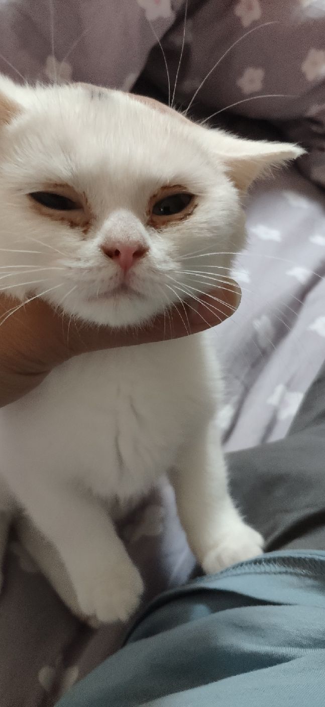 猫图片|宠物猫|猫咪|