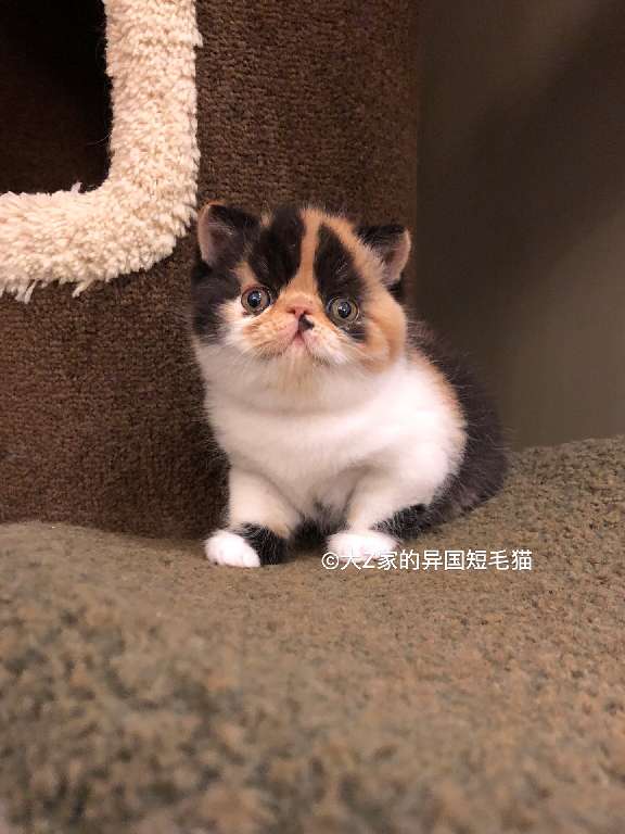 猫图片|宠物猫|猫咪|