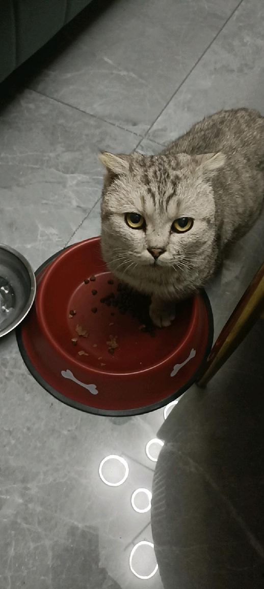 猫图片|宠物猫|猫咪|