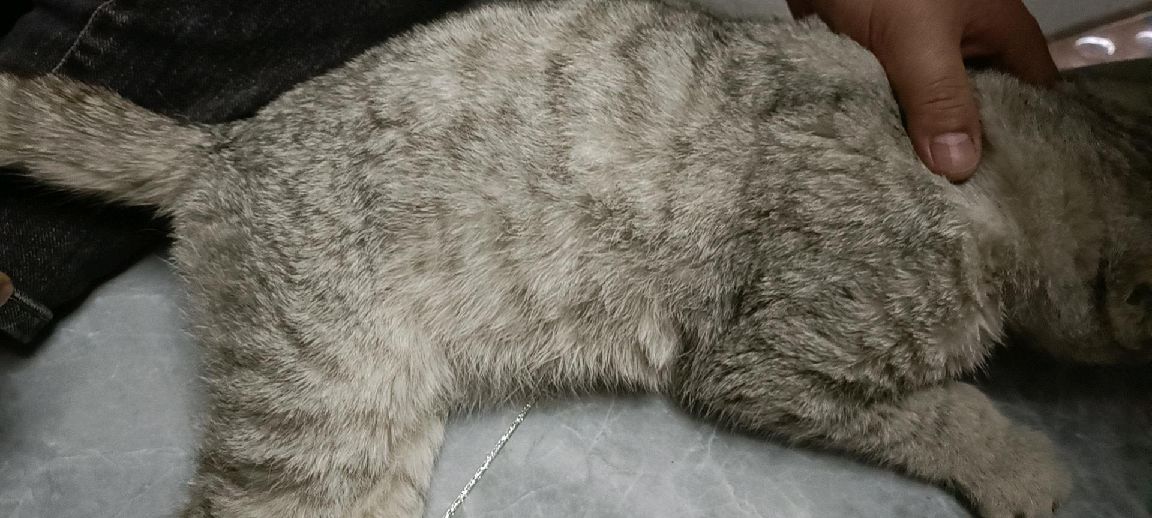 猫图片|宠物猫|猫咪|