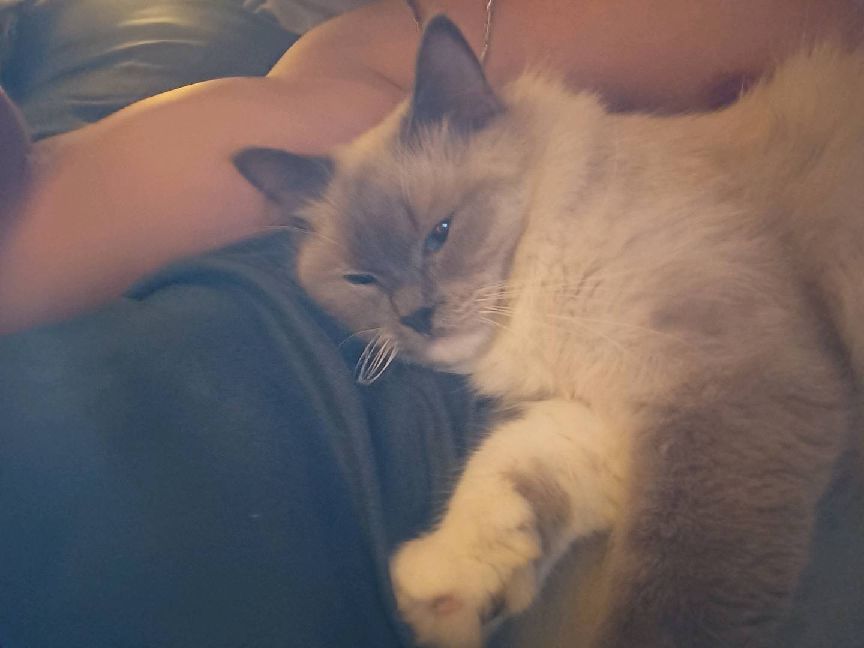 猫图片|宠物猫|猫咪|