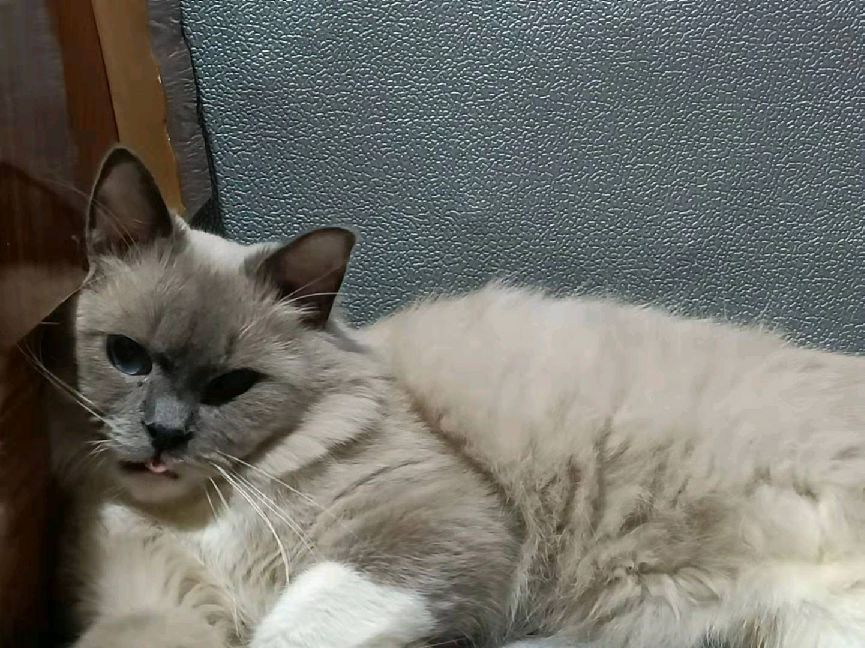 猫图片|宠物猫|猫咪|