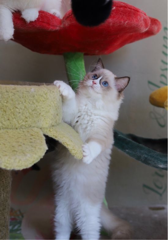 猫图片|宠物猫|猫咪|