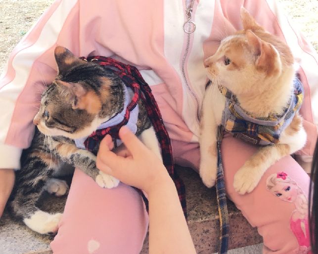 猫图片|宠物猫|猫咪|