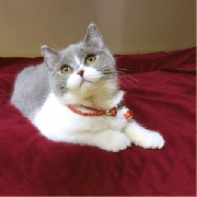 猫图片|宠物猫|猫咪|