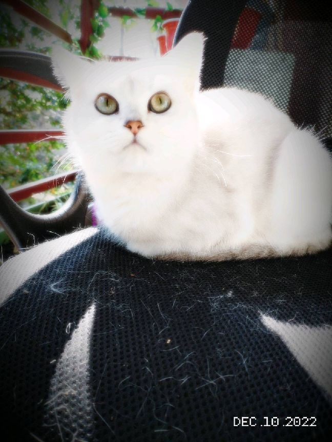 猫图片|宠物猫|猫咪|