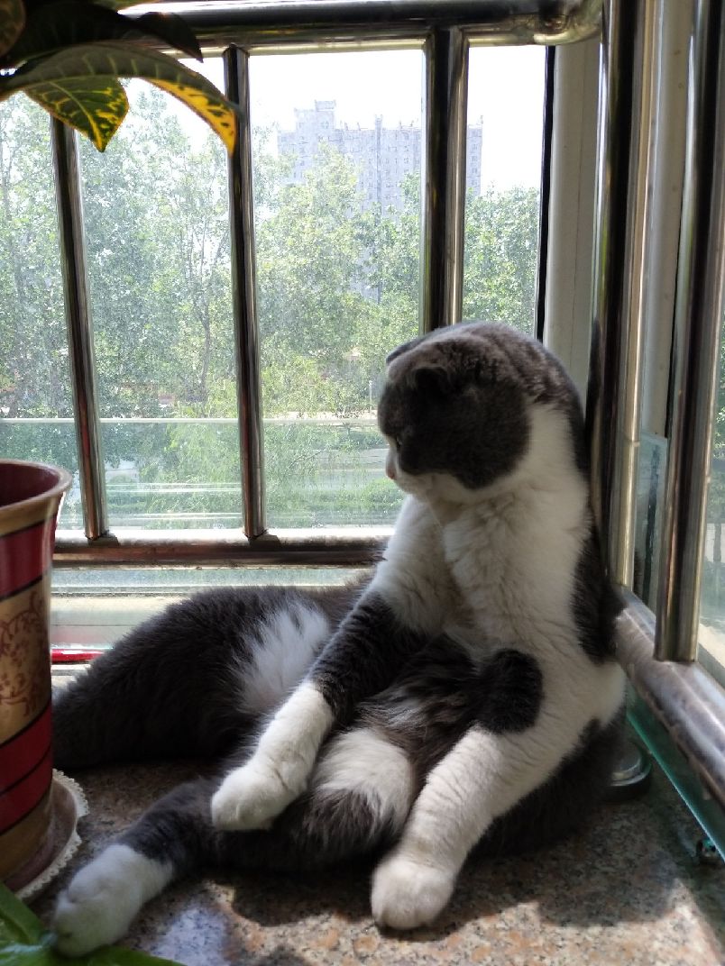 猫图片|宠物猫|猫咪|