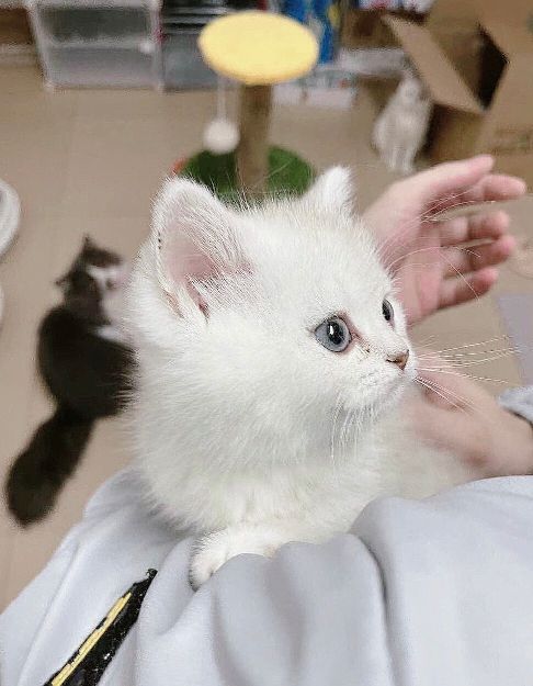 猫图片|宠物猫|猫咪|