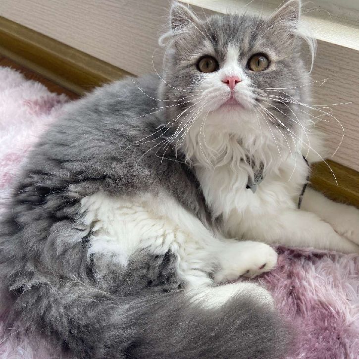 猫图片|宠物猫|猫咪|