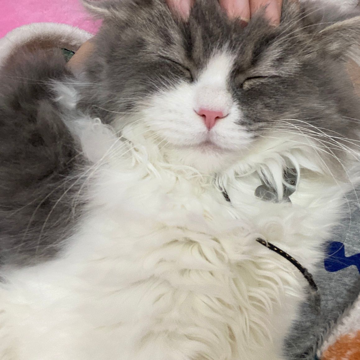 猫图片|宠物猫|猫咪|