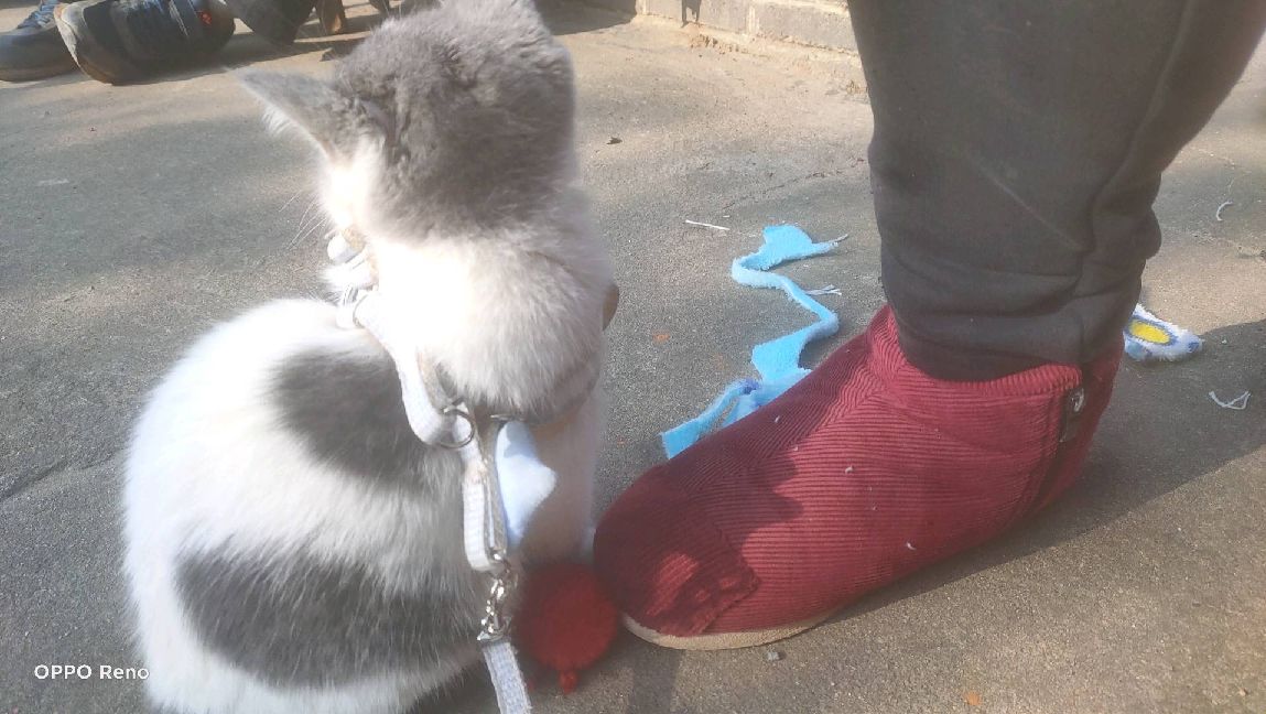 猫图片|宠物猫|猫咪|