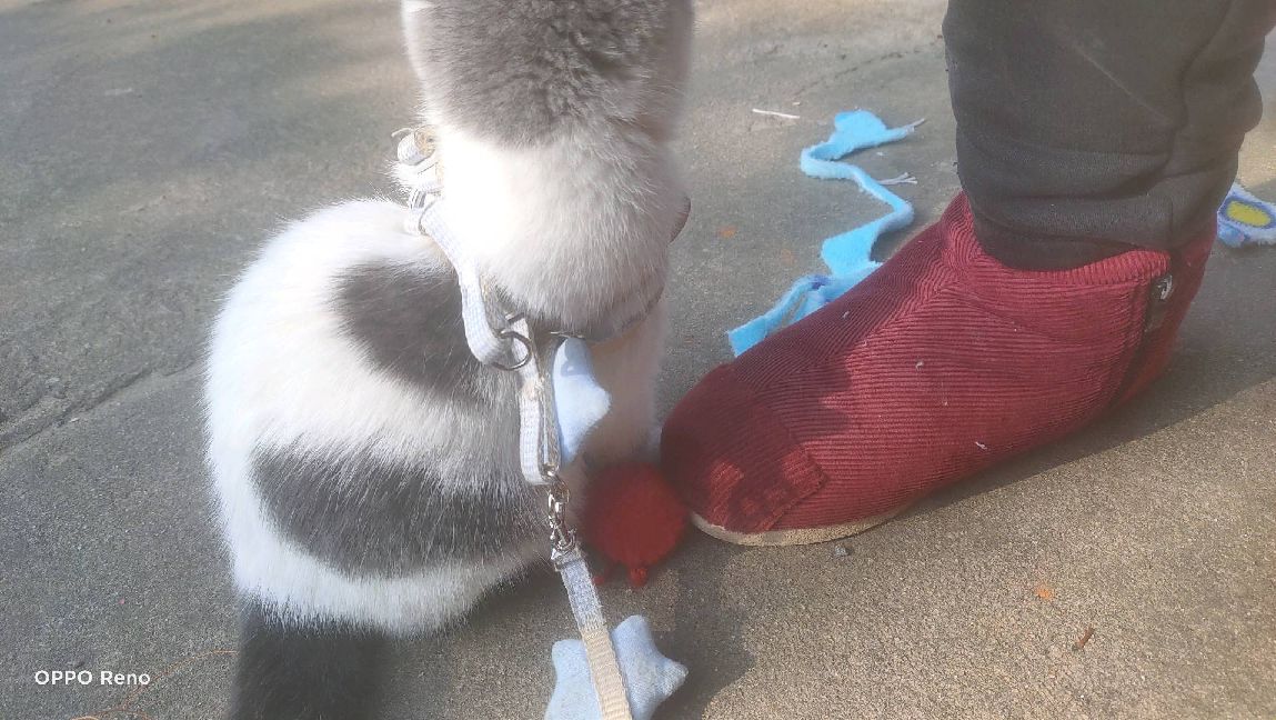 猫图片|宠物猫|猫咪|