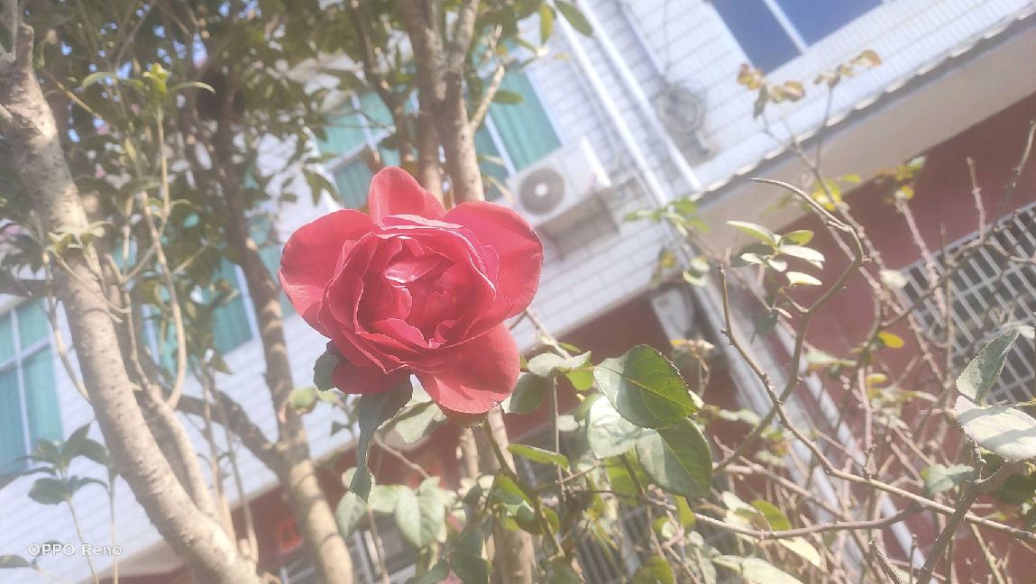 猫图片|宠物猫|猫咪|