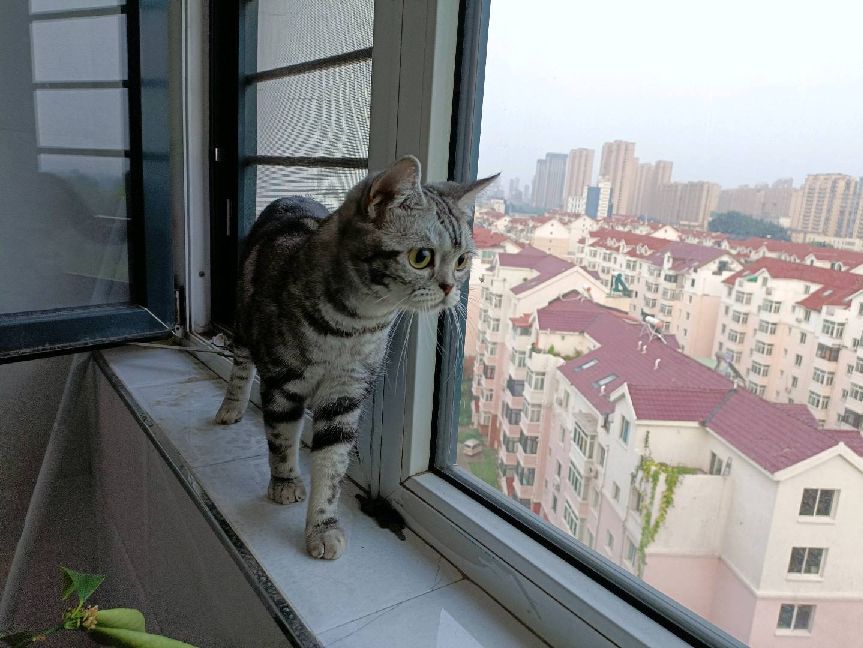 猫图片|宠物猫|猫咪|