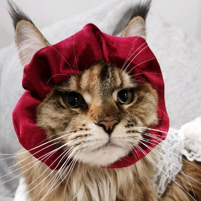 猫图片|宠物猫|猫咪|