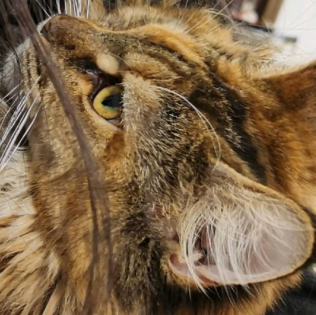 猫图片|宠物猫|猫咪|