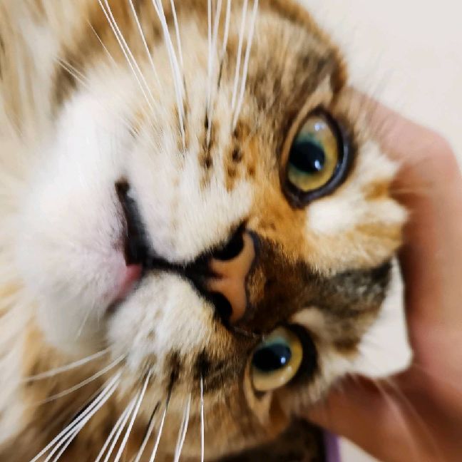 猫图片|宠物猫|猫咪|