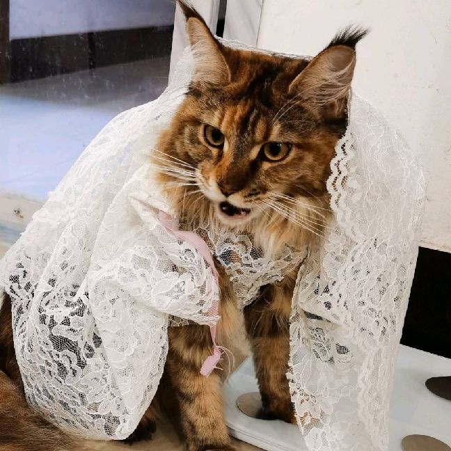 猫图片|宠物猫|猫咪|