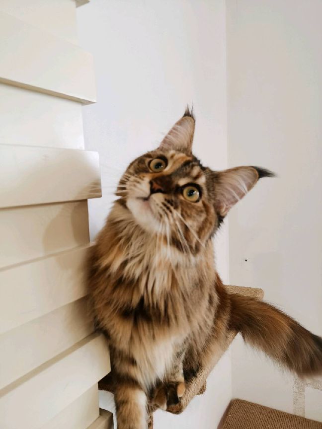 猫图片|宠物猫|猫咪|