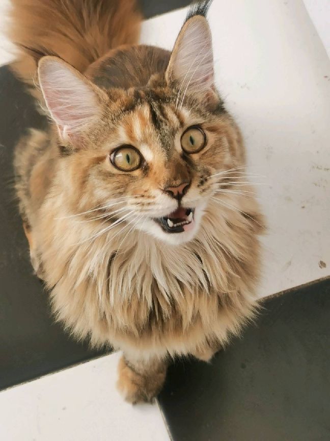 猫图片|宠物猫|猫咪|