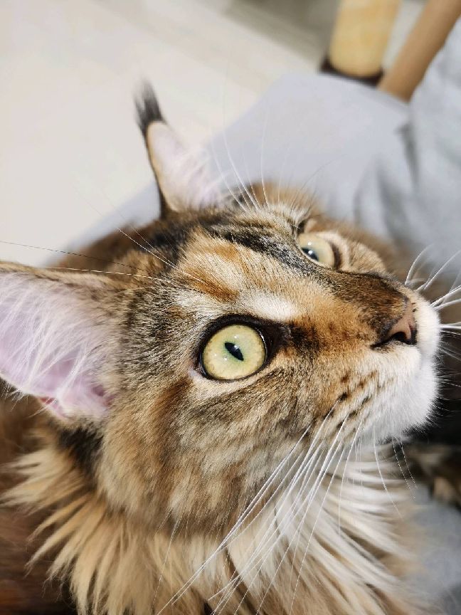 猫图片|宠物猫|猫咪|